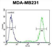 Potassium Channel Subfamily T Member 2 (KCNT2) Antibody
