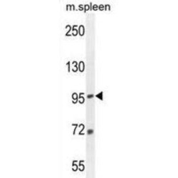 Elongation Factor Tu GTP-Binding Domain-Containing Protein 1 (EFTUD1) Antibody