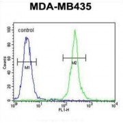Mitochondrial rRNA Methyltransferase 1 (MRM1) Antibody