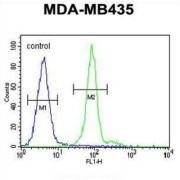 Homeobox Protein Aristaless-Like 4 (ALX4) Antibody