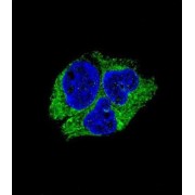 Neuroserpin (SERPINI1) Antibody