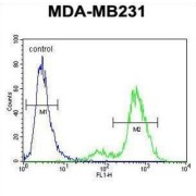 Synaptonemal Complex Central Element Protein 2 (SYCE2) Antibody