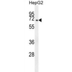 Coiled-Coil Domain-Containing Protein 19 (CCDC19) Antibody