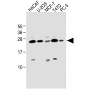 WB analysis of various cell lines, using SCXA Antibody.