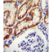 Glycine Amidinotransferase, Mitochondrial (GATM) Antibody