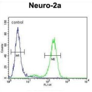 DEAD/H-Box Helicase 11 (DDX11) Antibody