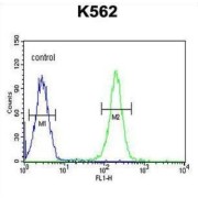 Paired Box Protein Pax-1 (PAX1) Antibody