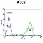 Insulin Like Growth Factor 2 mRNA Binding Protein 1 (IGF2BP1) Antibody