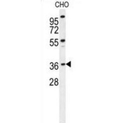 Exonuclease V (EXO5) Antibody