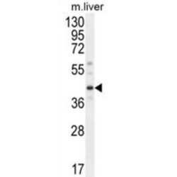 DnaJ (Hsp40) Homolog, Subfamily C, Member 11 (DNAJC11) Antibody