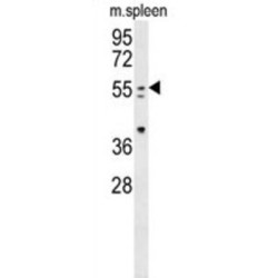 Paired Box Protein Pax-7 (PAX7) Antibody