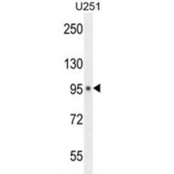 MICALL1 Antibody