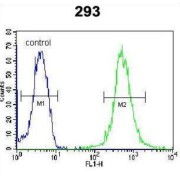 WD Repeat-Containing Protein 48 (WDR48) Antibody