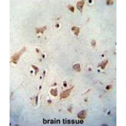 WD Repeat-Containing Protein 48 (WDR48) Antibody