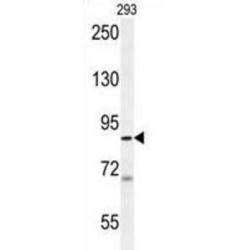 WD Repeat-Containing Protein 48 (WDR48) Antibody