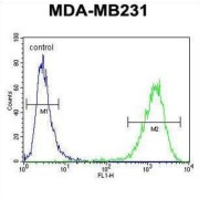 CF150 Antibody