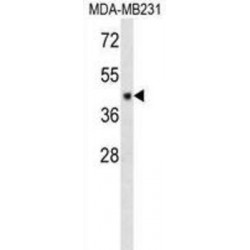 CF150 Antibody