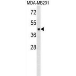 CF150 Antibody