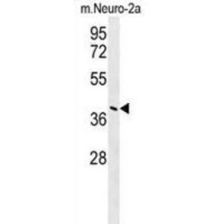 Protein CASC4 (CASC4) Antibody