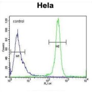 DENN Domain-Containing Protein 5A (DEN5A) Antibody