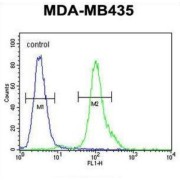 Myc Target Protein 1 (MYCT1) Antibody