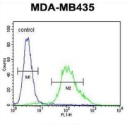 Zinc Finger Protein 98 (ZNF98) Antibody