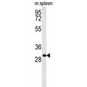 Receptor-Transporting Protein 1 (RTP1) Antibody