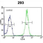 Leucine Rich Repeat Containing 57 (LRRC57) Antibody