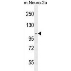 Scavenger Receptor Class F Member 2 (SCARF2) Antibody