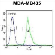 RAC-Alpha Serine/threonine-Protein Kinase (AKT1) Antibody