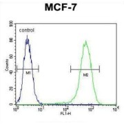 Nudix Hydrolase 8 (NUDT8) Antibody