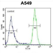 GOLGA2L1 Antibody