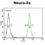 Josephin-2 (JOSD2) Antibody