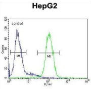 S100 Calcium Binding Protein Z (S100Z) Antibody