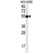 Zinc Finger Protein 492 (ZNF492) Antibody