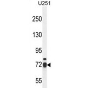 WD Repeat-Containing Protein 76 (WDR76) Antibody