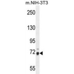 WD Repeat-Containing Protein 76 (WDR76) Antibody