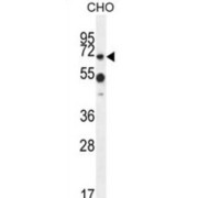 Zinc Finger With UFM1-Specific Peptidase Domain Protein (ZUFSP) Antibody