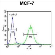 Cocaine Esterase (CES2) Antibody