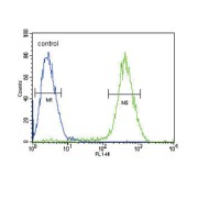 Cannabinoid Receptor 2 (CB2) Antibody