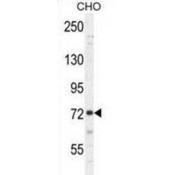 Sorbin And SH3 Domain Containing Protein 1 (SORBS1) Antibody