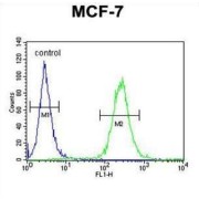 Regulator of Nonsense Transcripts 2 (UPF2) Antibody