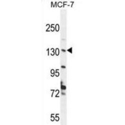 Regulator of Nonsense Transcripts 2 (UPF2) Antibody