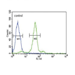 Folate Receptor Alpha (FOLR1) Antibody