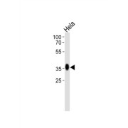 WB analysis of HeLa cell lysates (35 µg), using FOLR1 antibody (1/1000 dilution).