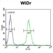 Protein BEX1 (BEX1) Antibody