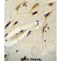 Protein BEX1 (BEX1) Antibody