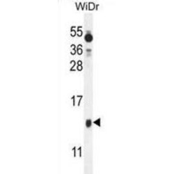 Protein BEX1 (BEX1) Antibody