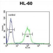 Carbohydrate Sulfotransferase 2 (CHST2) Antibody