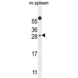 PYM Homolog 1 Exon Junction Complex-Associated Factor (WIBG) Antibody